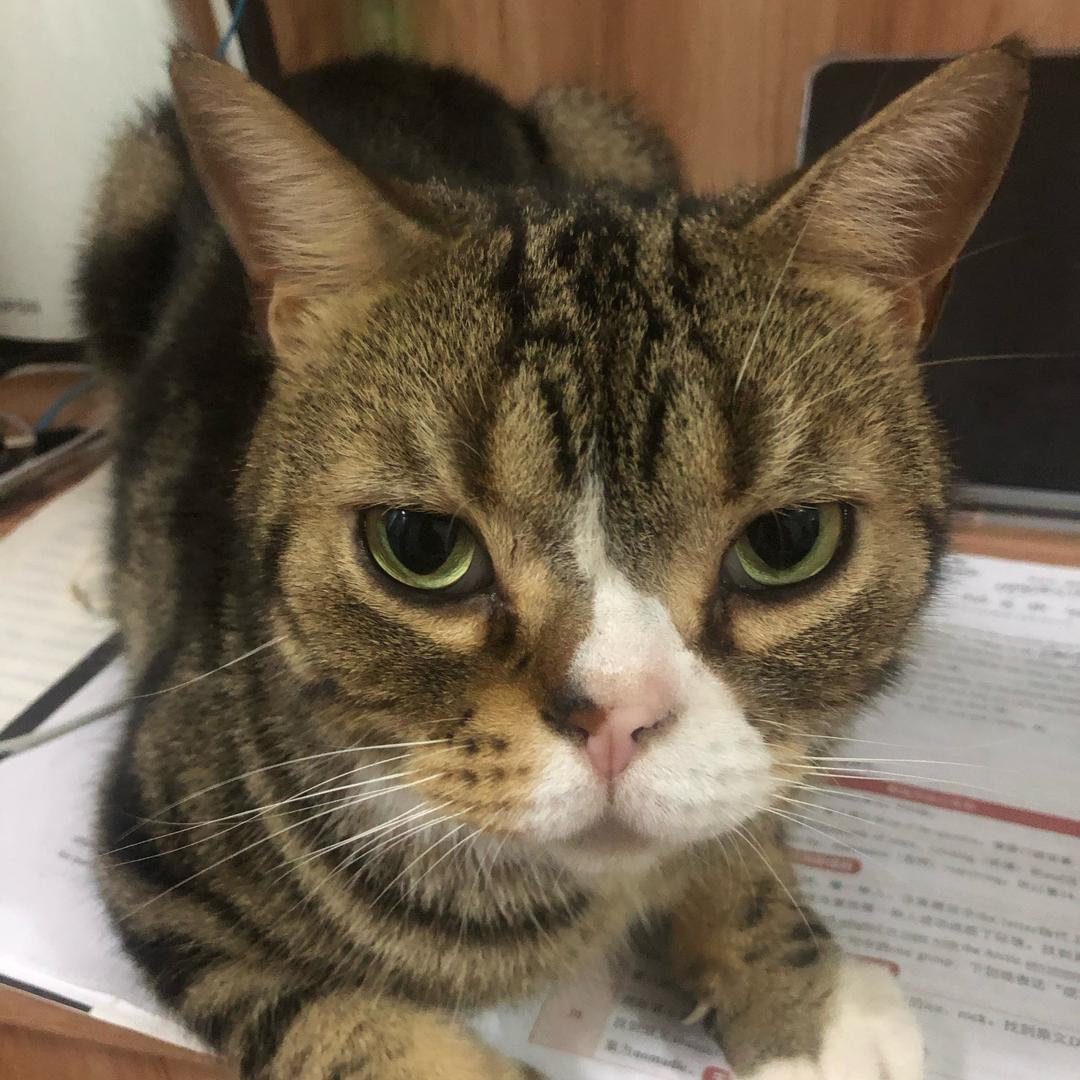 等我回家的猫