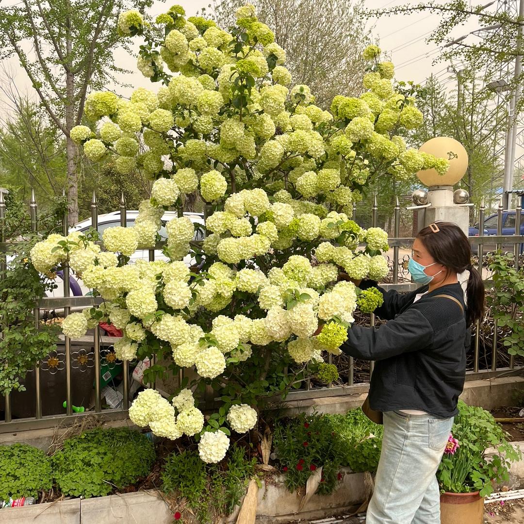 勤裕鼎玫瑰绣球花卉园