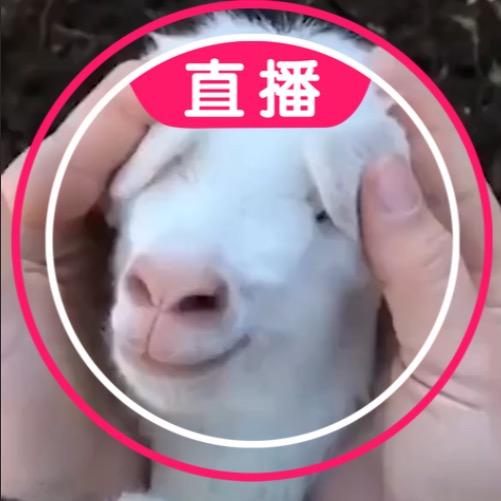 紫霄