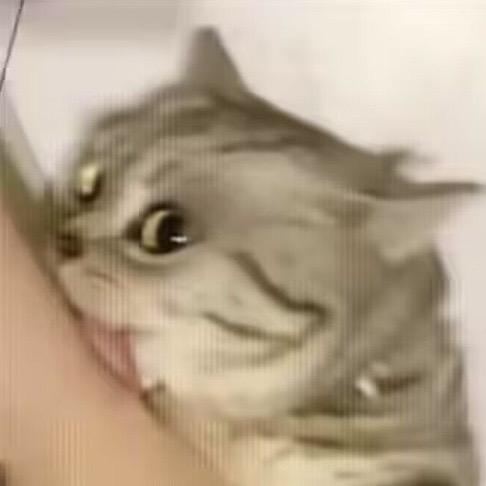 张哈哈