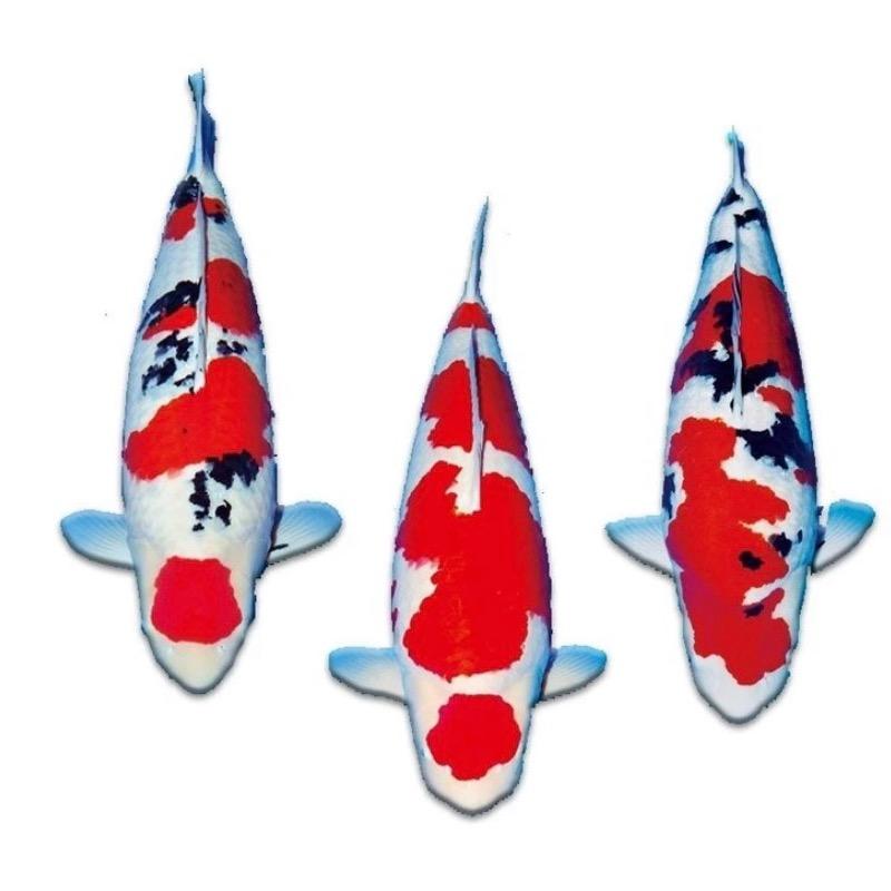 缘锦锦鲤观赏鱼