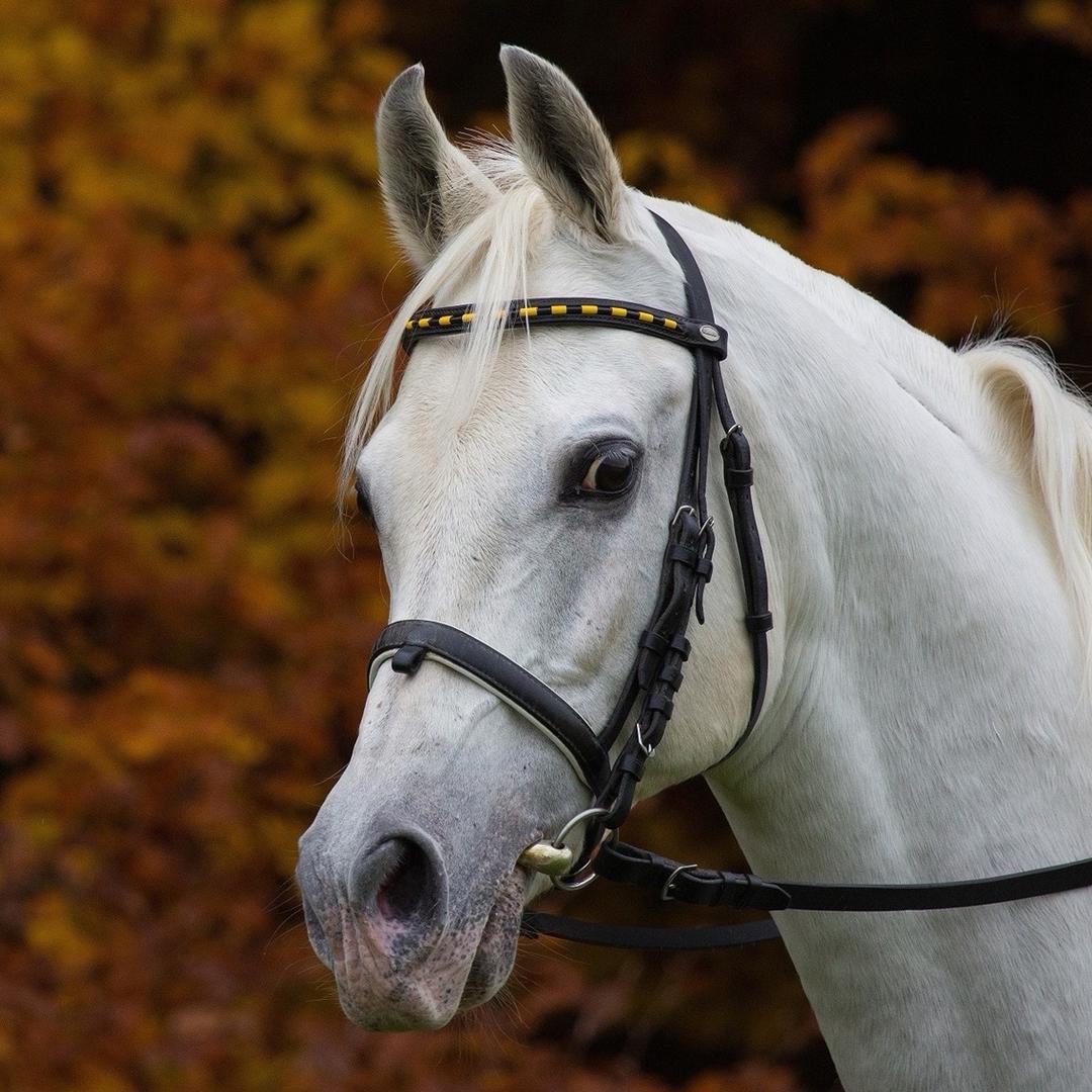 ༺Нур🐎Ахмед༻