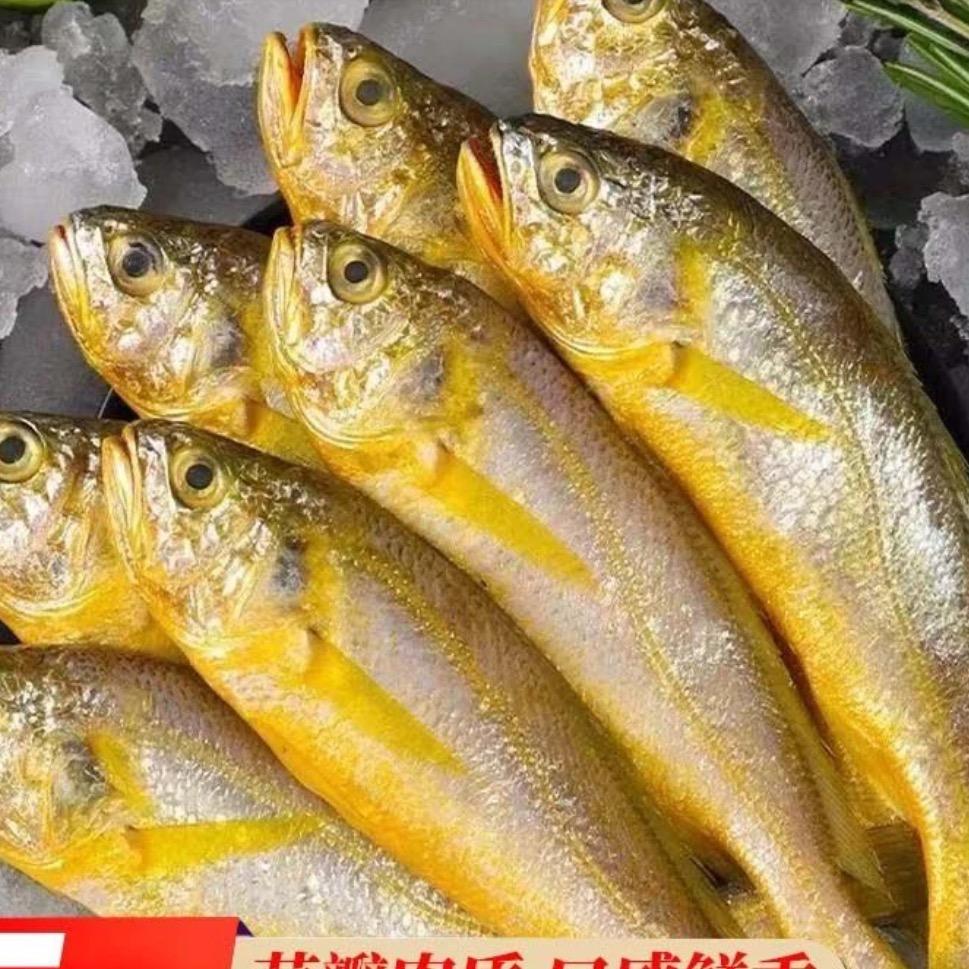 开海黄鱼明日达