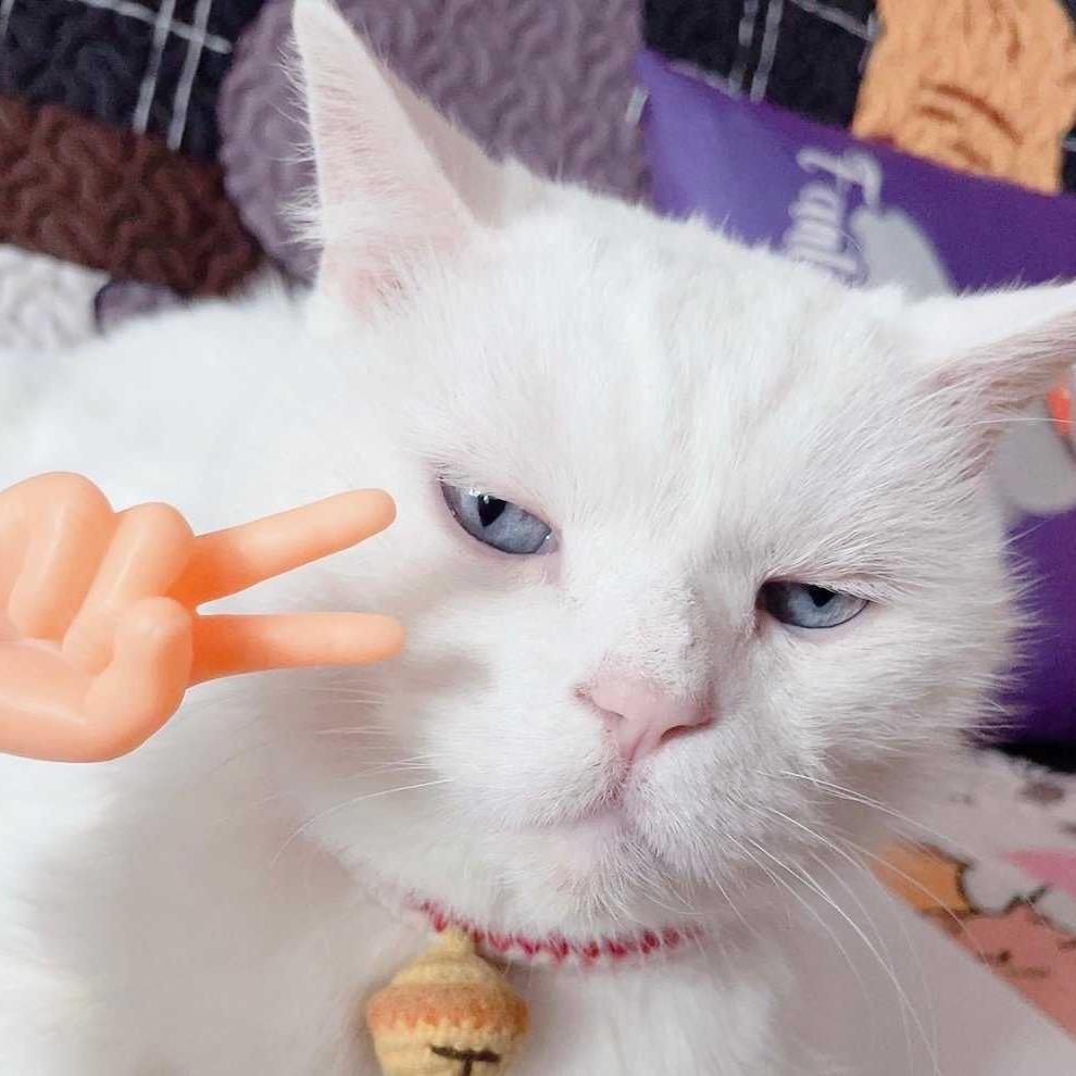 🥕iR
