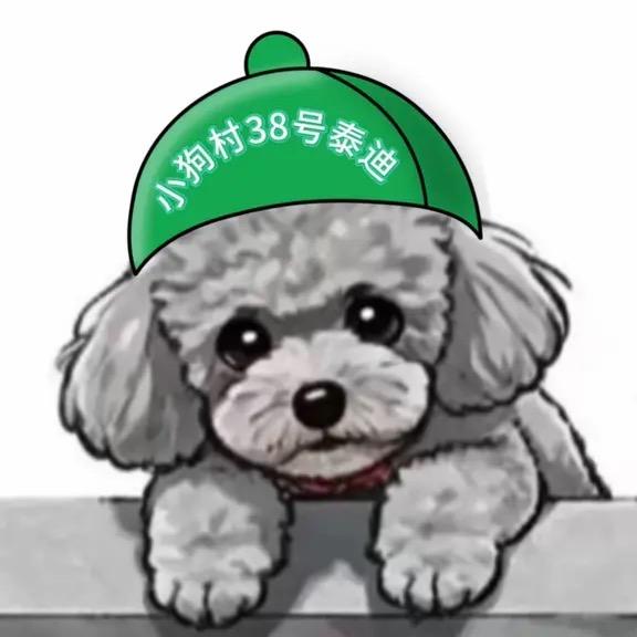 小狗村38号泰迪（微微）