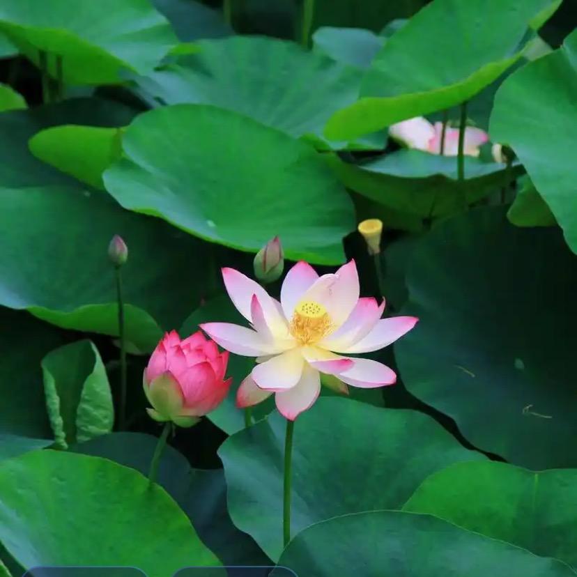 风花雪月小小