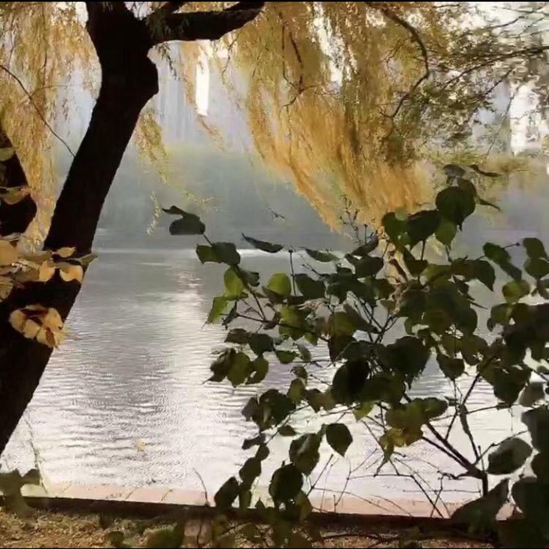 秋水伊人/