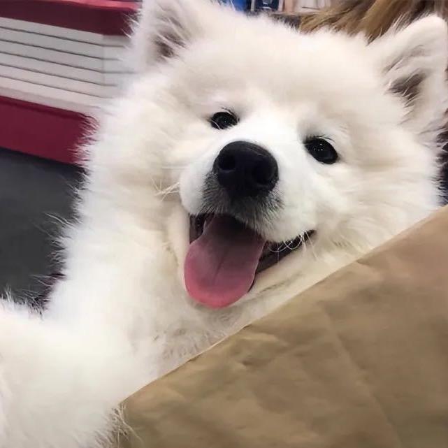 湖州猫狗宠物基地猫舍狗舍宠物店