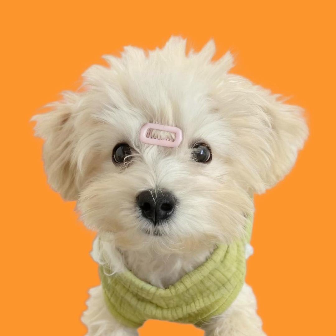 小满（专注幼犬喂养）