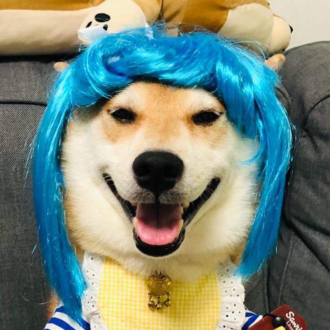 柴犬小Nino