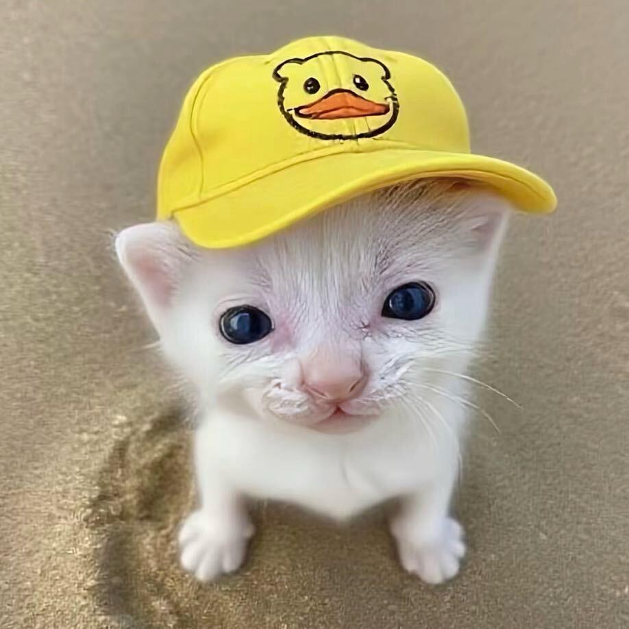 3444