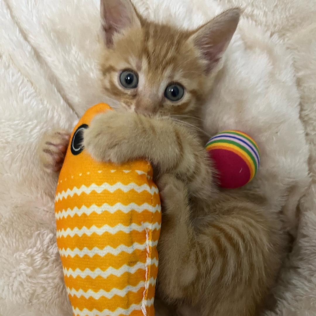 六月的小来福🐈