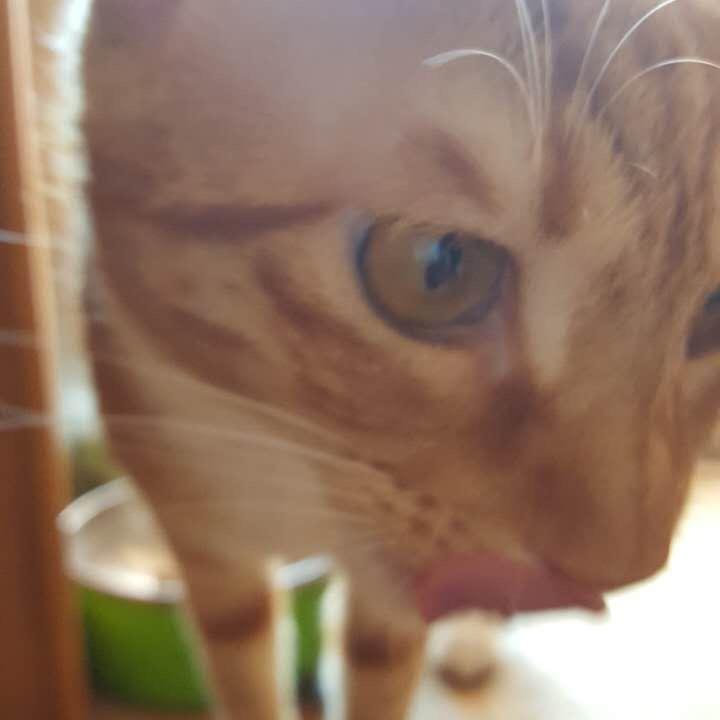 天花板上的猫