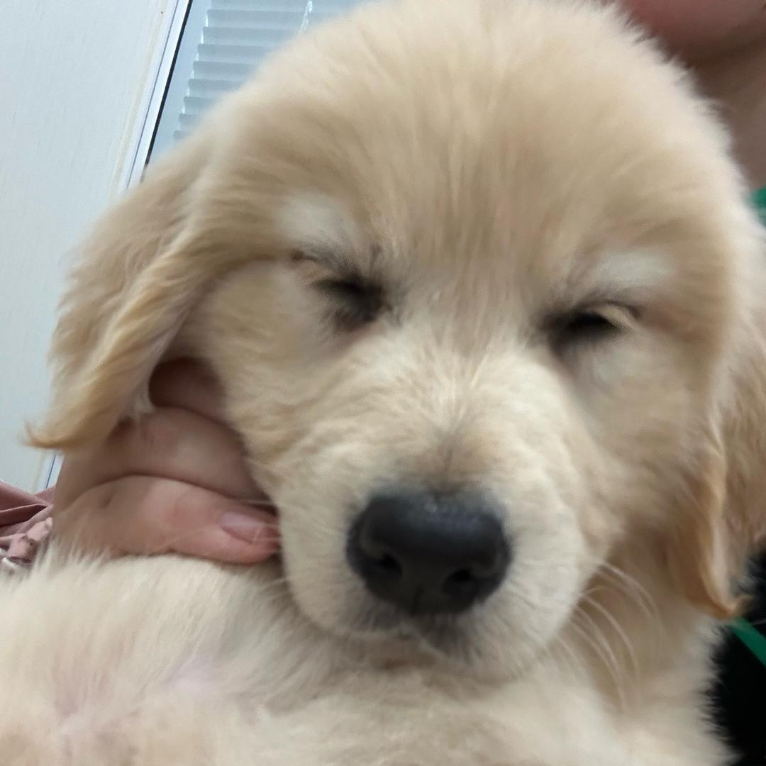 小新是只金毛毛