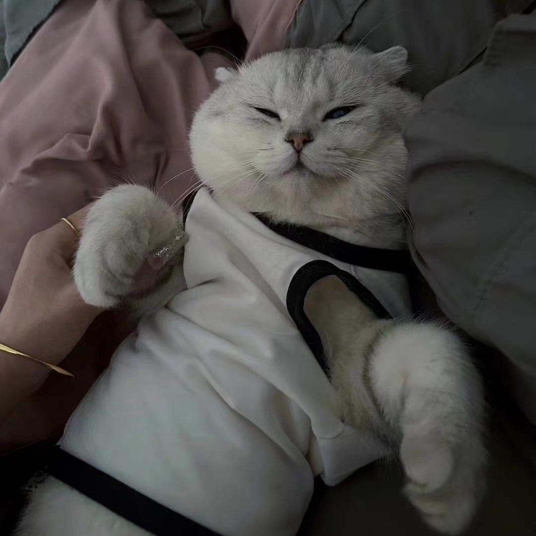陈碗饭