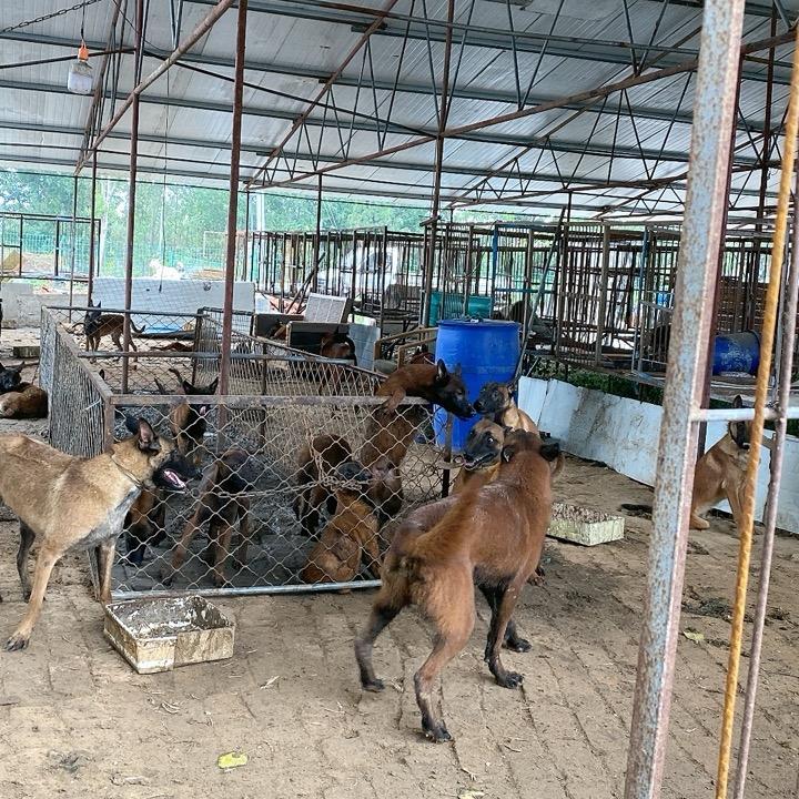 狗王小马犬