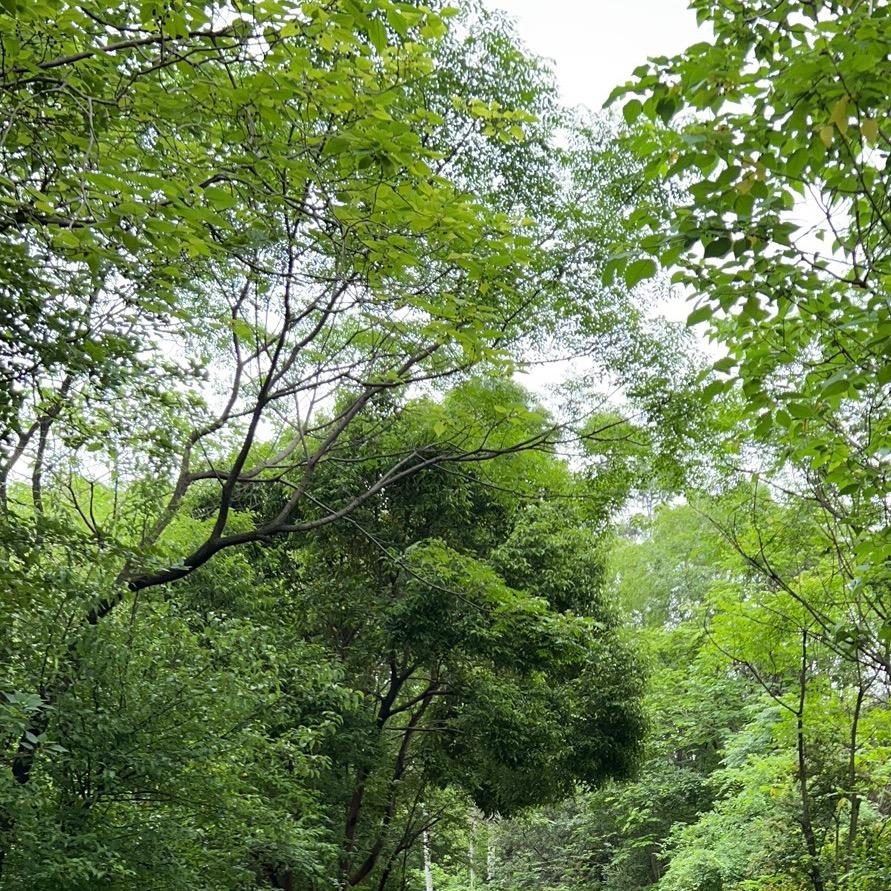 加油玲zi