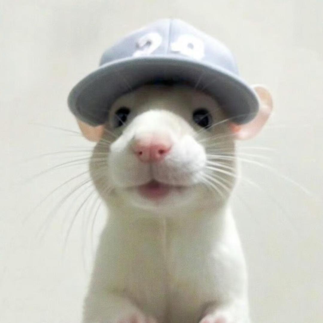 TT🐹