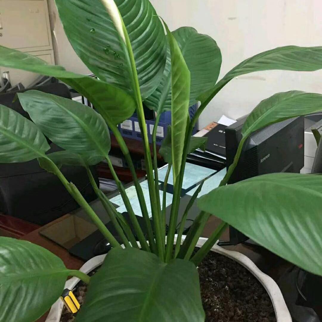 棉花糖💐