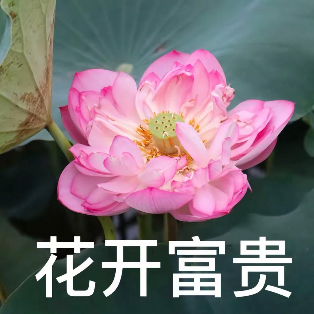 9磅15便士🍀