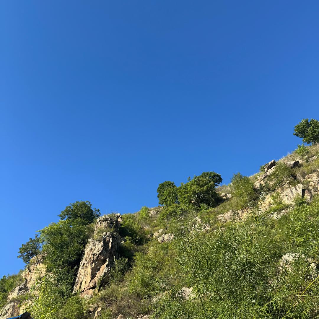 东北大胖小