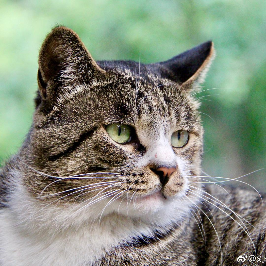 北京中医药大学校猫