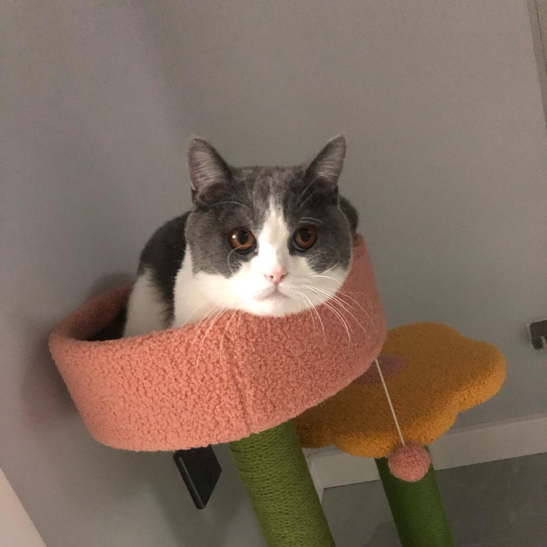 锅盖是只猫🐱~