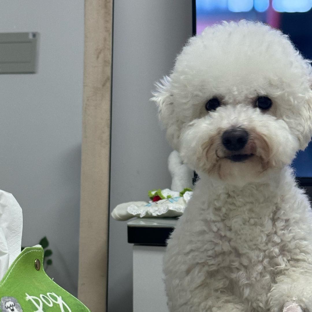 小小丢丢