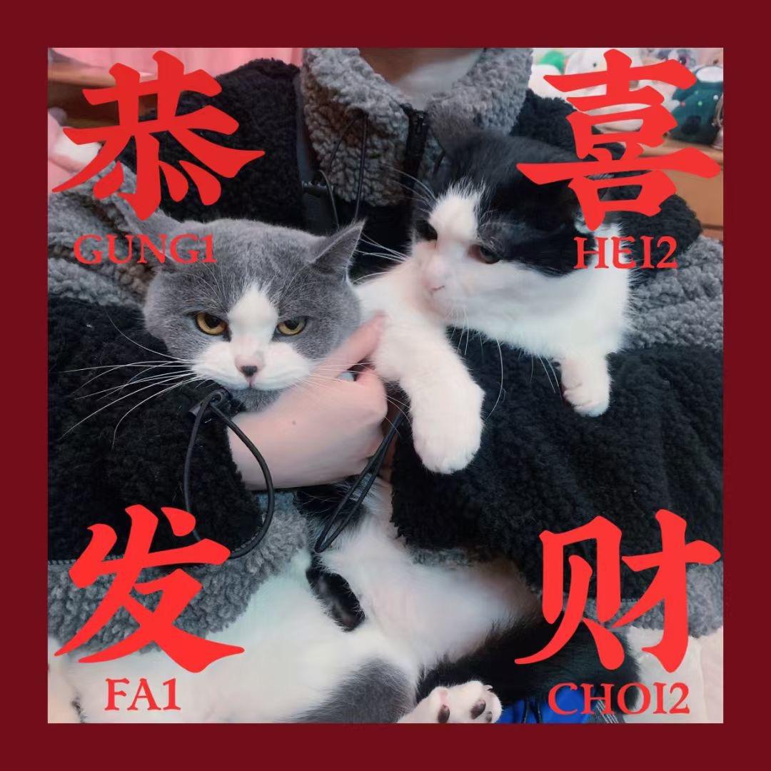 长麻DD