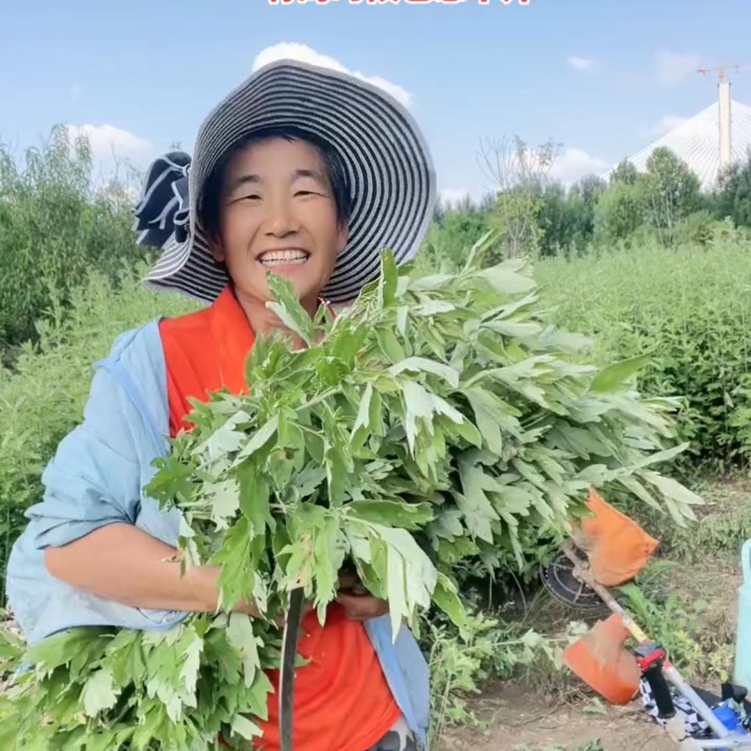 艾草姐    （123）  非洲本度农场