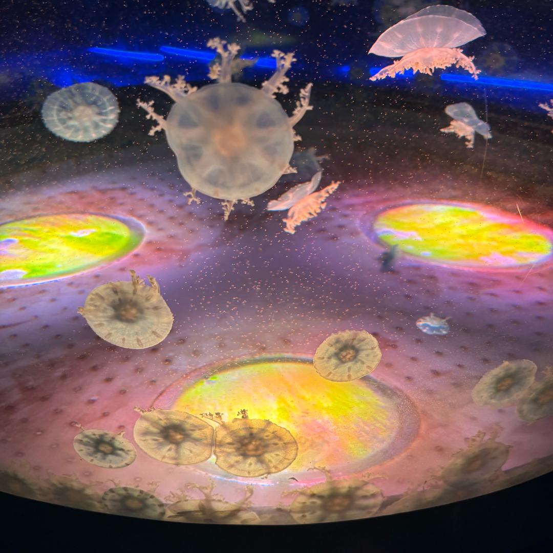 幸运颜色🌈🌠