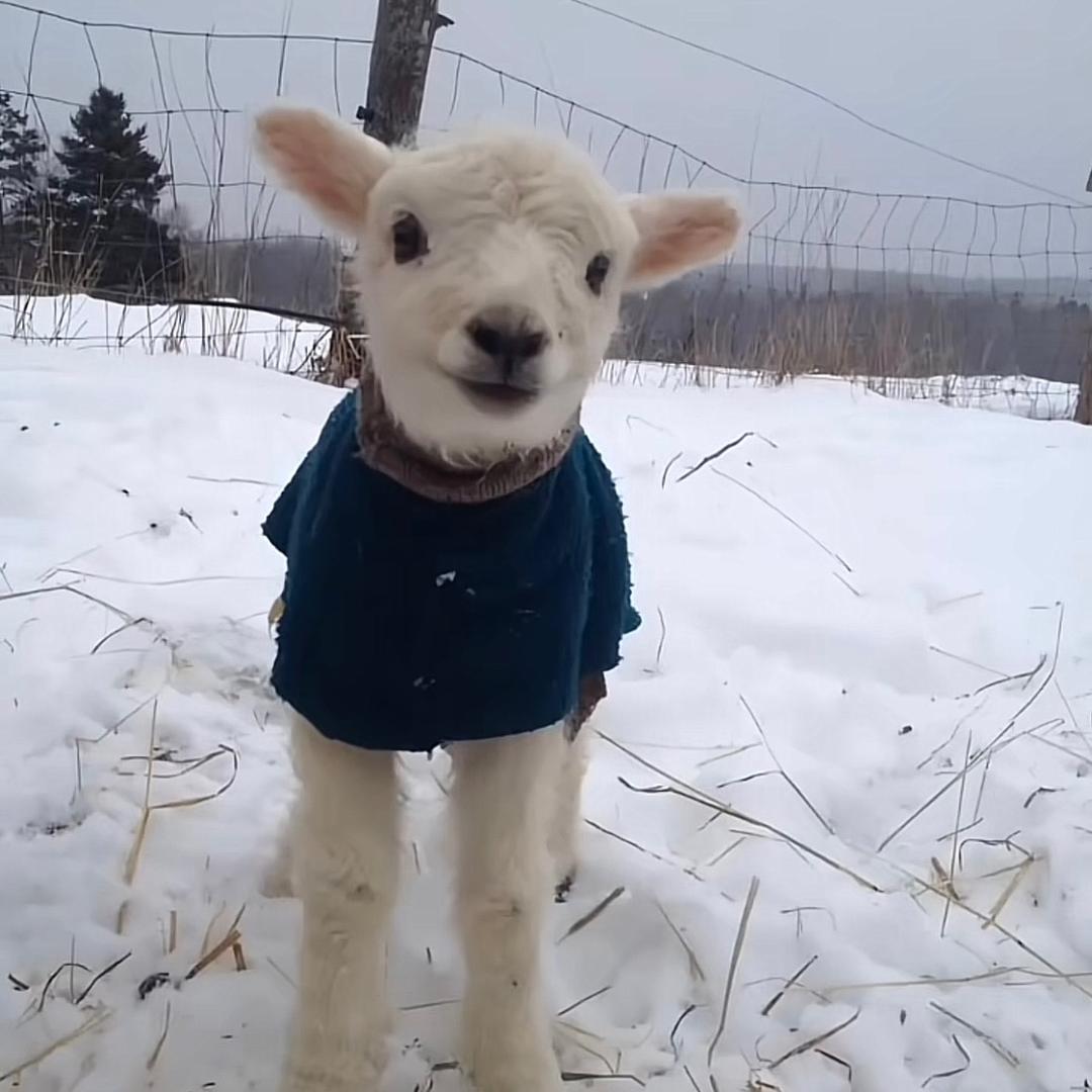 🐑🐑