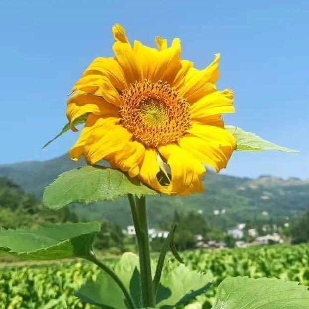 守望幸福的蜗牛🐌