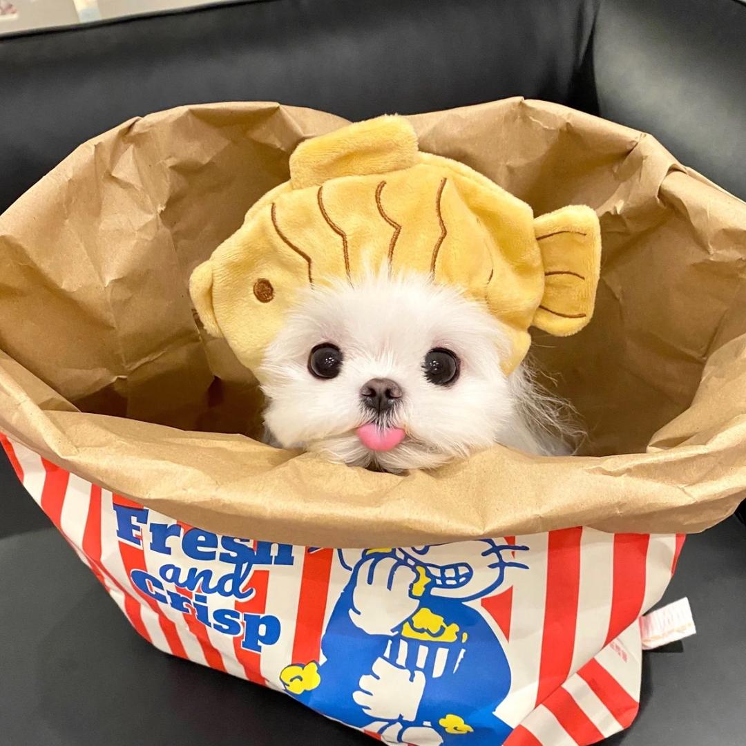 啾果