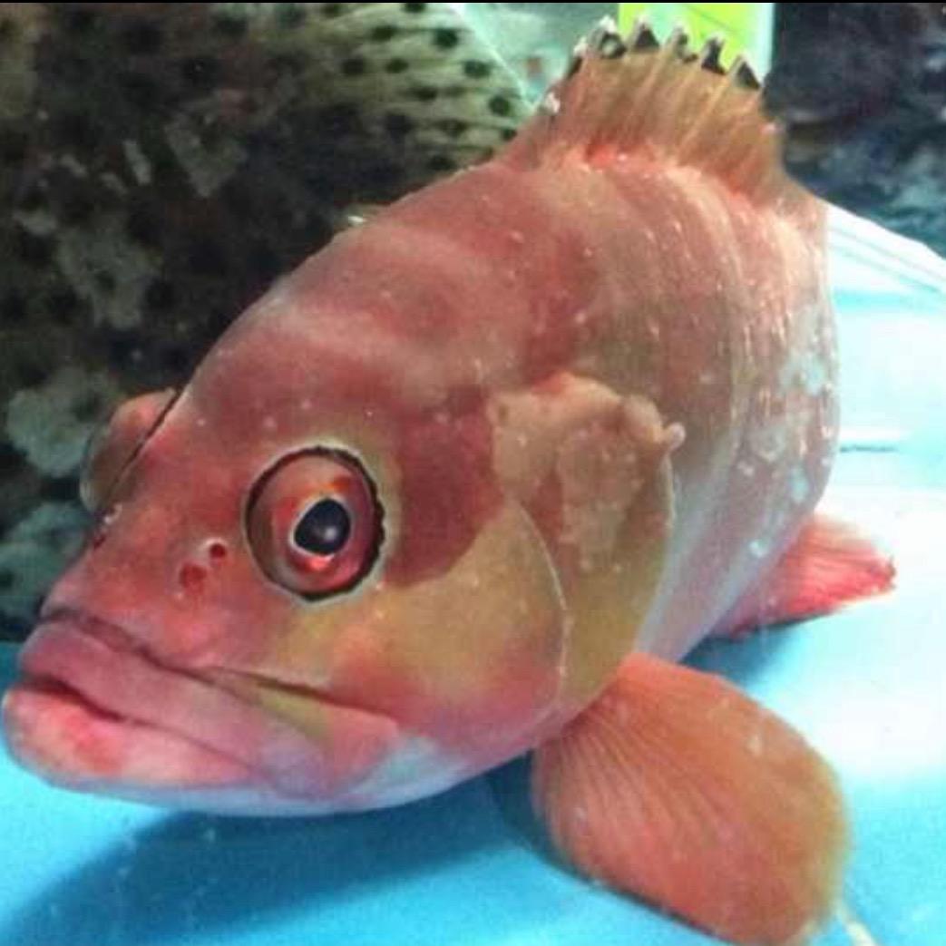 🐠🐠
