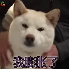 橘猫与狍子（每晚直播打游戏）