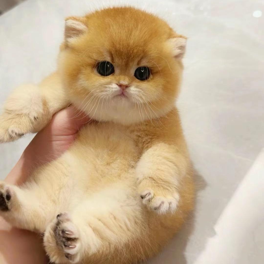 💗多糖鉴猫💗(直播号)养猫达人