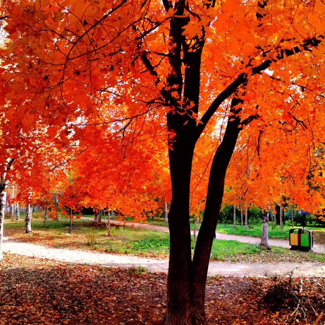 子木年华👠👠👠