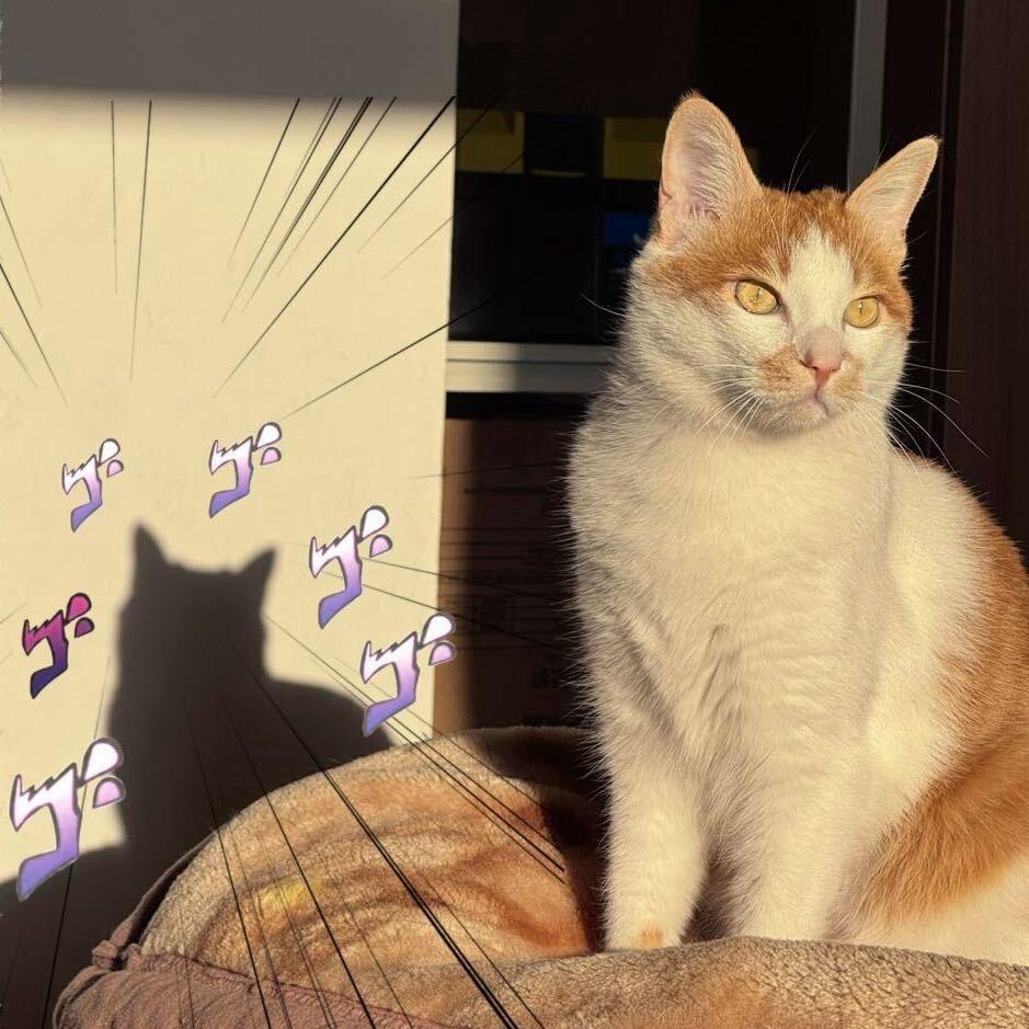 金鱼大王睡觉后