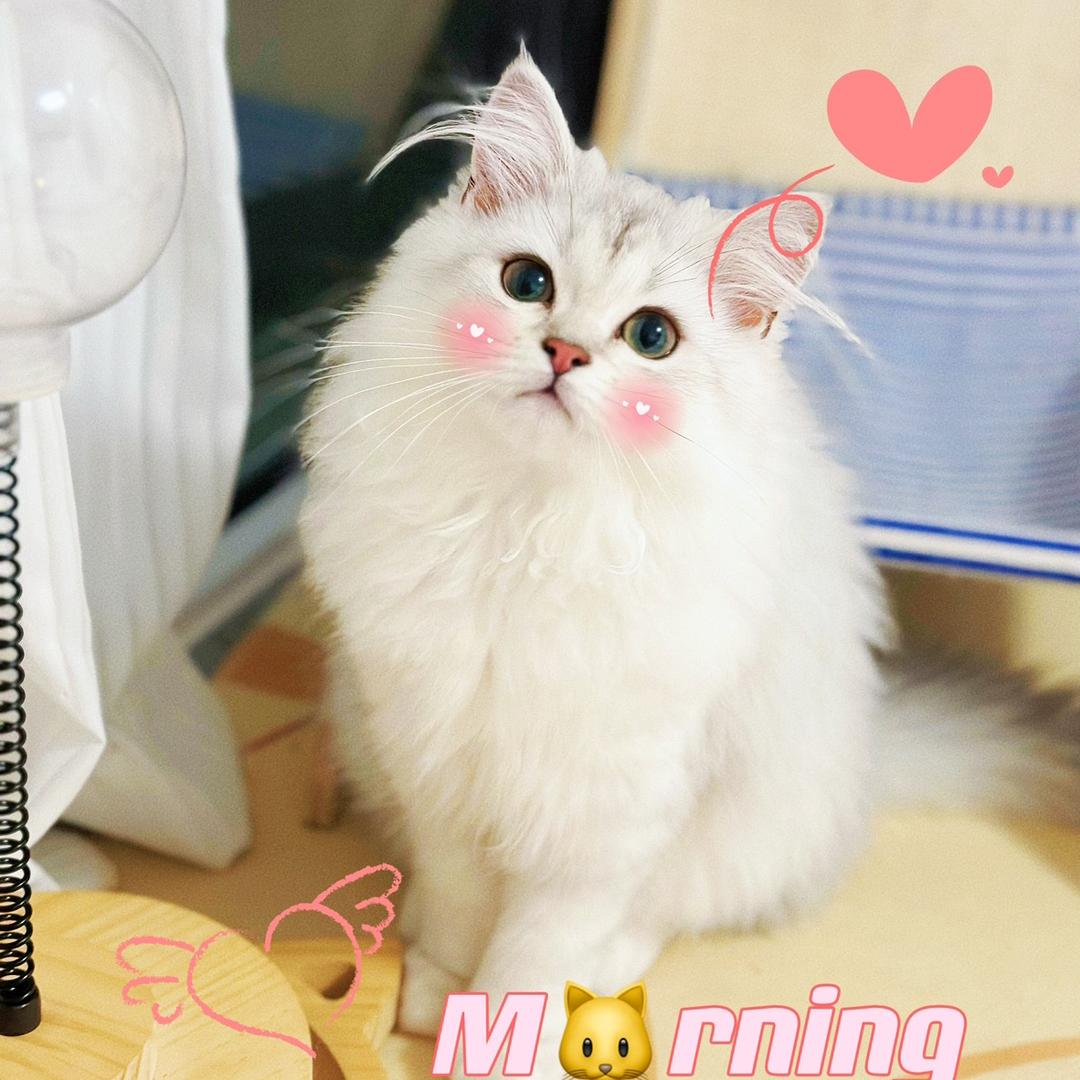 四只喵🐾