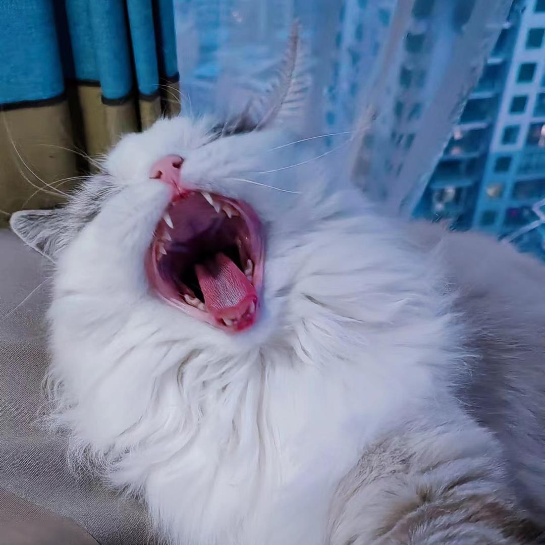 😺二五八万🐶