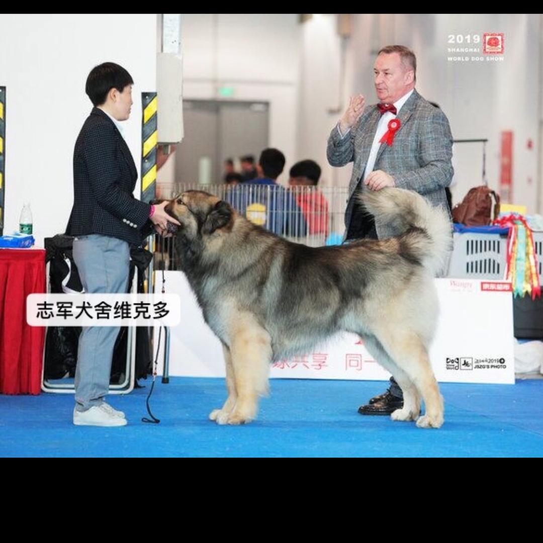志军高加索犬