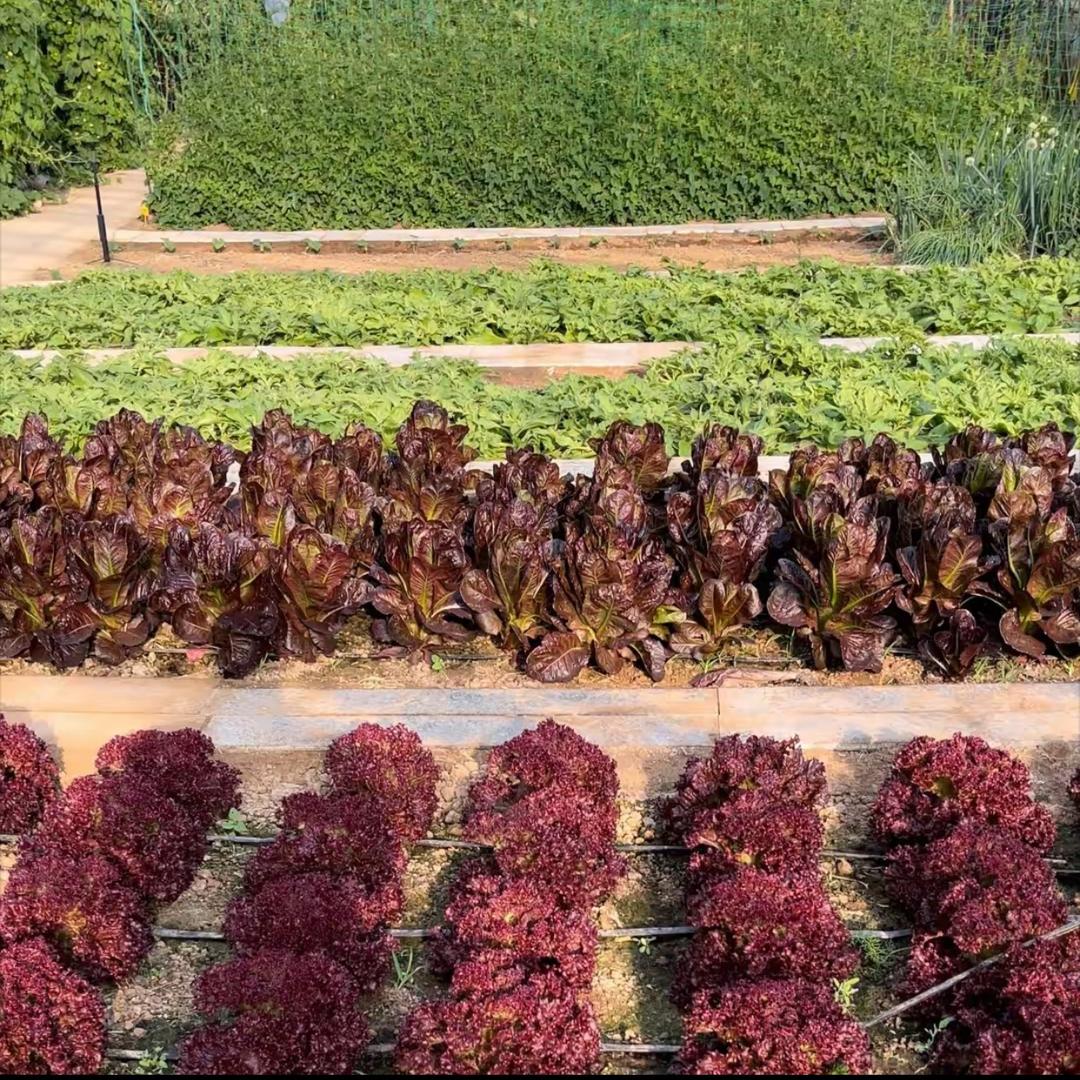 清欢无愁小菜园