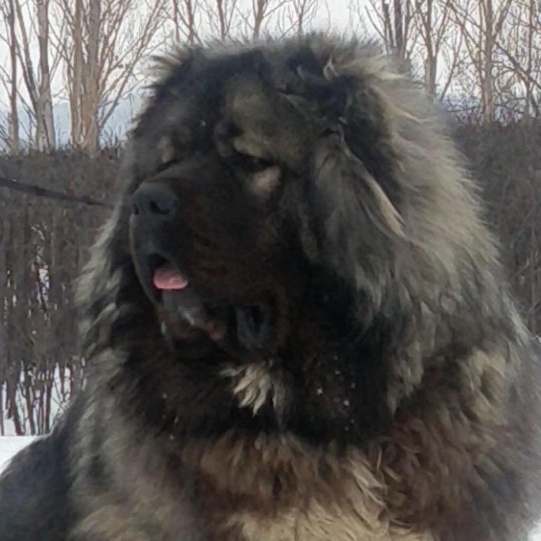 海口龙华小宠艾宠物店