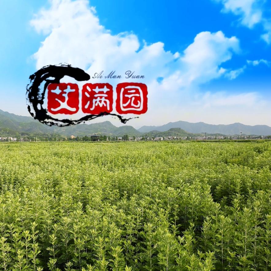 艾满园道地蕲艾
