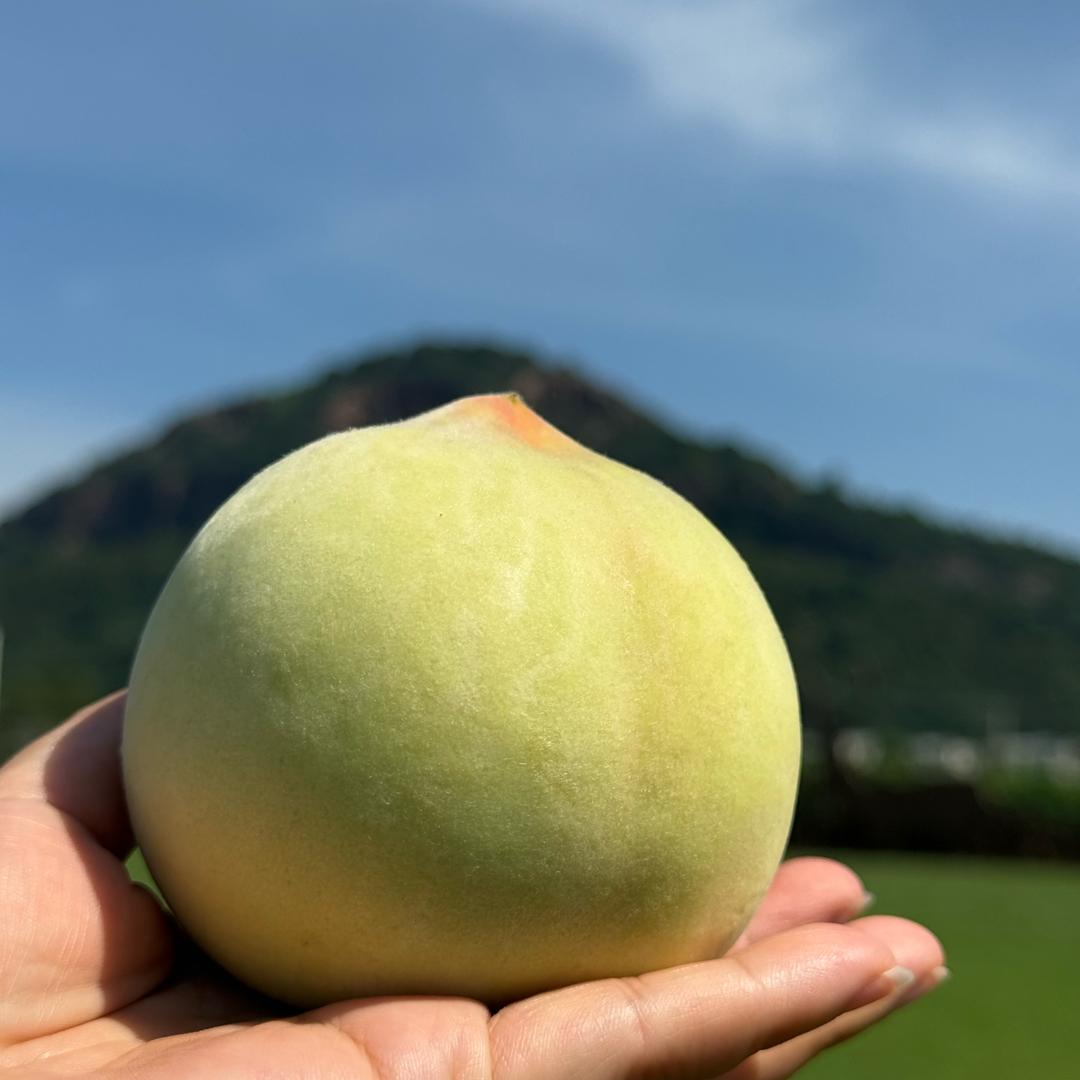 桃布布