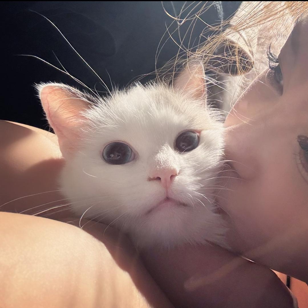 啡猫 .