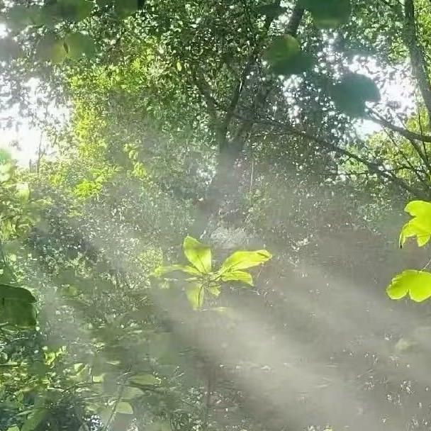 一等锦鲤