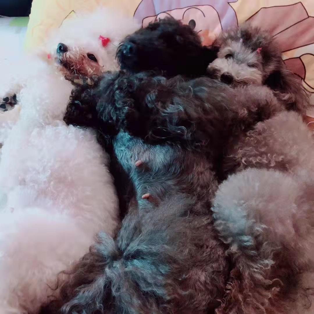 🎀舒尹宠物营养师🎀