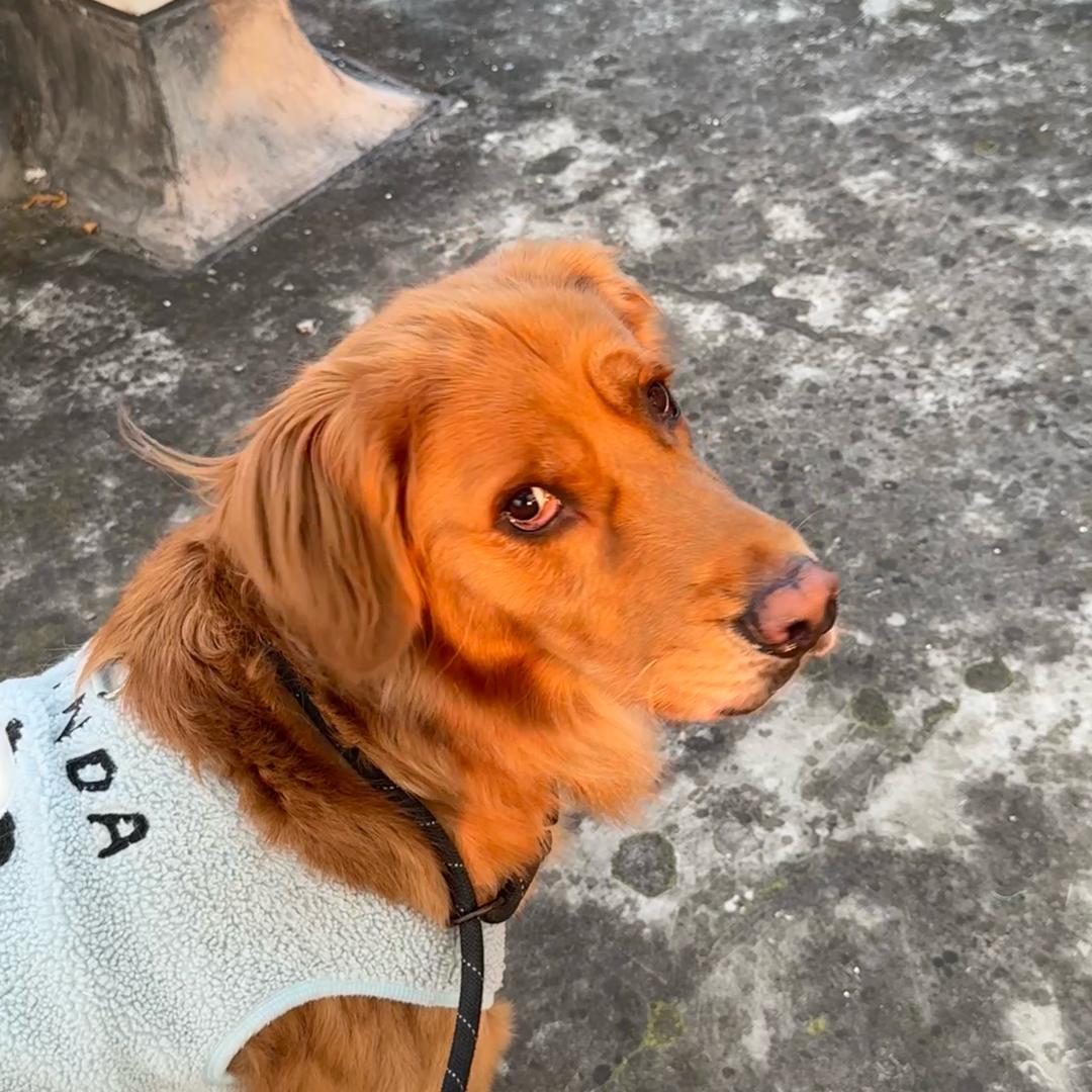 我有一只小金毛